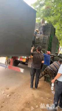 高度30厘米细叶针芒