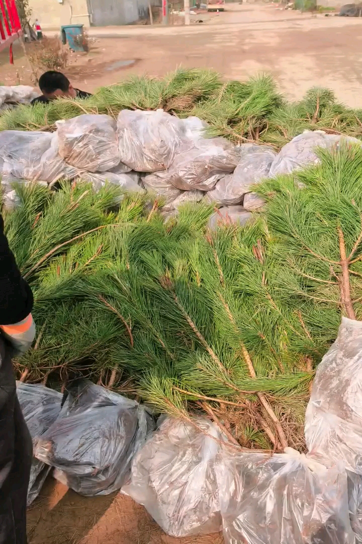 高度80厘米油松