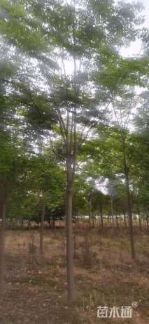 10公分黄山栾树