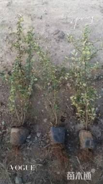 高度40厘米火棘