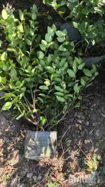 高度50厘米金森女贞