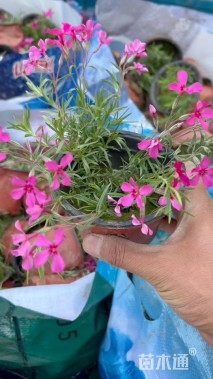 高度12厘米丛生福禄考