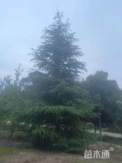 高度1000厘米雪松