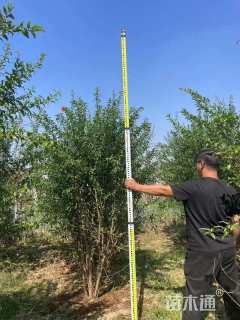 高度350厘米丛生石榴