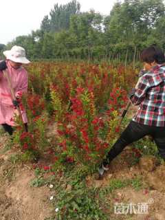 高度80厘米锦带