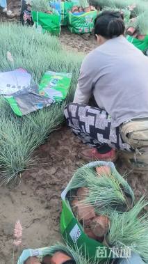 高度30厘米糖蜜草