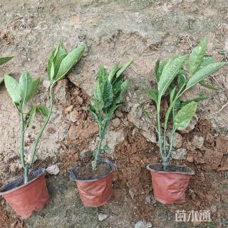 高度35厘米洒金珊瑚小苗