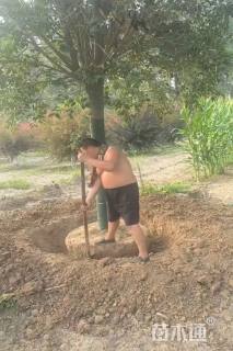 15公分大叶女贞