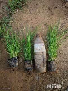 高度30厘米狼尾草