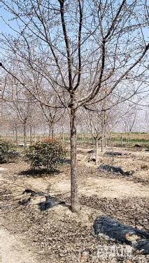 11公分红粉佳人樱