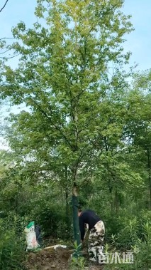 14公分北美枫香