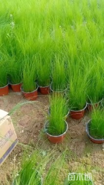 高度40厘米细叶针芒
