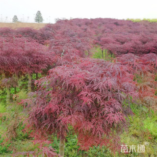 高度350厘米羽毛枫