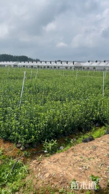 高度40厘米大叶黄杨