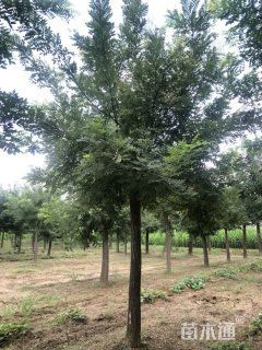 15公分国槐
