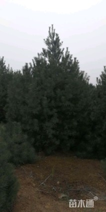 高度400厘米白皮松