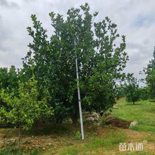 高度500厘米丛生胡柚