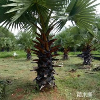 裸干高180厘米扇叶糖棕