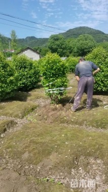 高度50厘米含笑