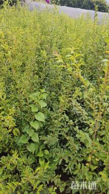 高度60厘米毛叶丁香