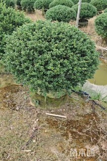 高度80厘米龟甲冬青