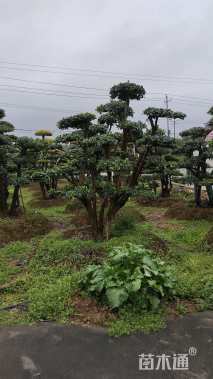 18公分无刺枸骨