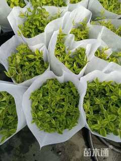 高度20厘米六道木