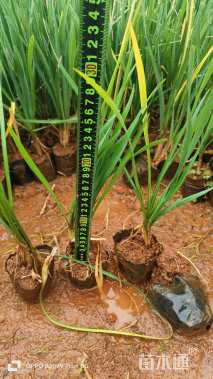 高度20厘米紫娇花