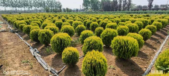 冠幅50厘米洒金柏球