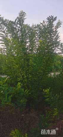 高度300厘米丛生金枝槐