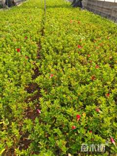 高度20厘米红车