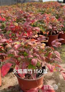 高度20厘米火焰南天竹