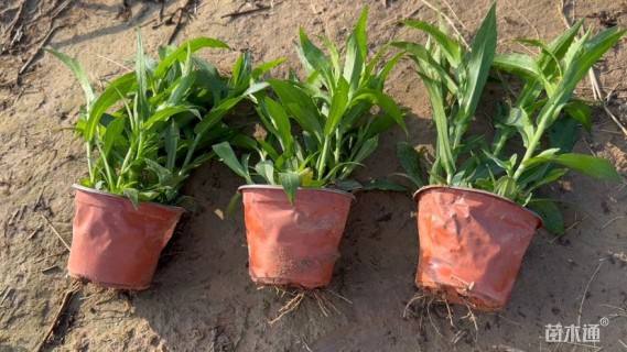 高度20厘米翠菊