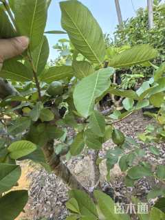 高度138厘米番石榴