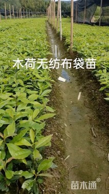 0.3公分木荷
