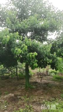 25公分大腹木棉