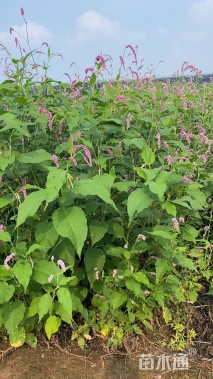 高度20厘米红蓼