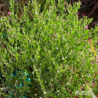 高度35厘米花花柴
