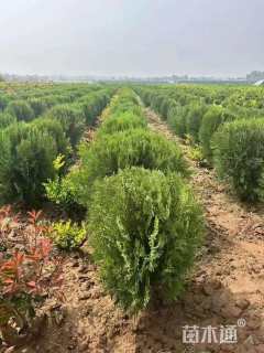 冠幅80厘米洒金柏球