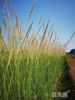 高度70厘米狼尾草