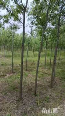 3公分柳树