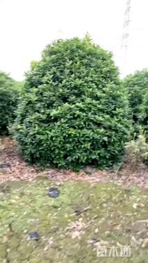 高度250厘米丛生桂花