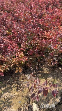 高度60厘米红叶李小苗