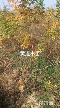 2公分五角枫