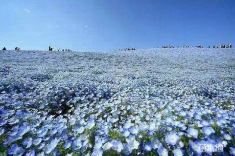 地被/花草