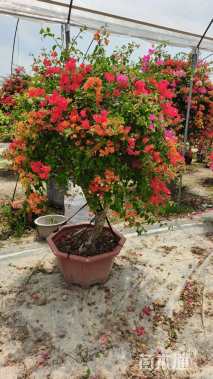 高度150厘米三角梅