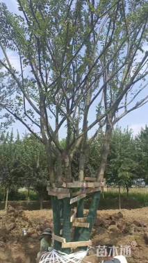 12公分朴树