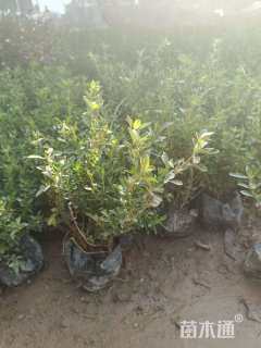 高度30厘米大叶栀子小苗