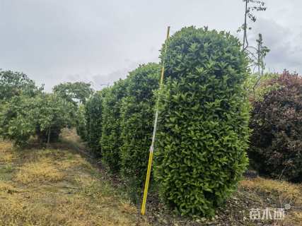 高度320厘米欧洲荚蒾