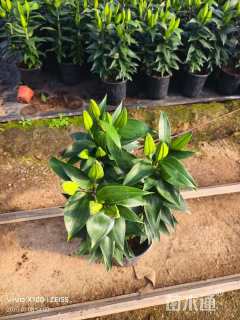 高度30厘米百合